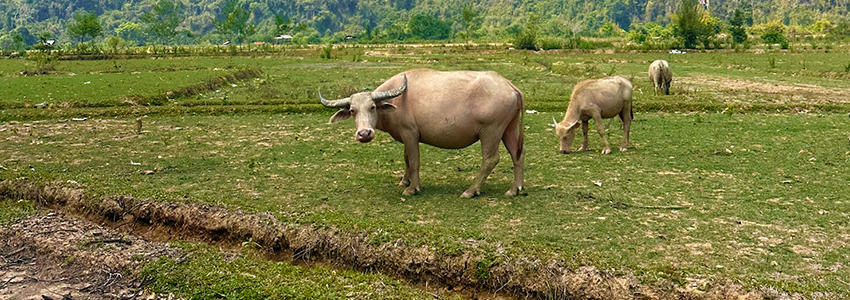 Abwechslungsreiche Strecken in Laos Abwechslungsreiche Strecken in Laos